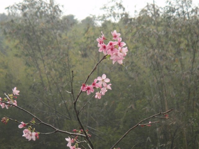 粉紅山櫻