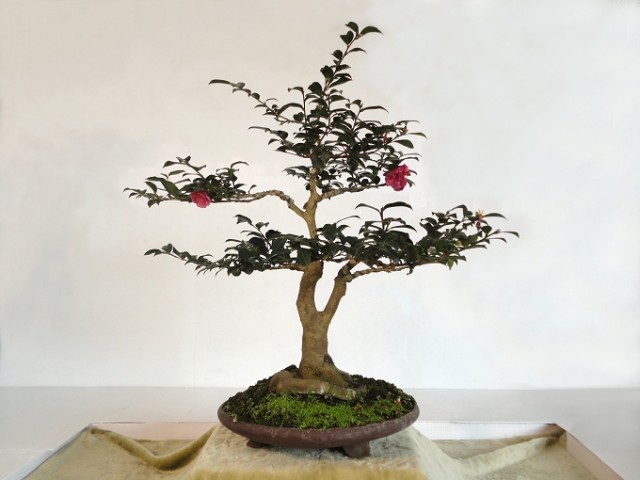 JY00225-1.jpg