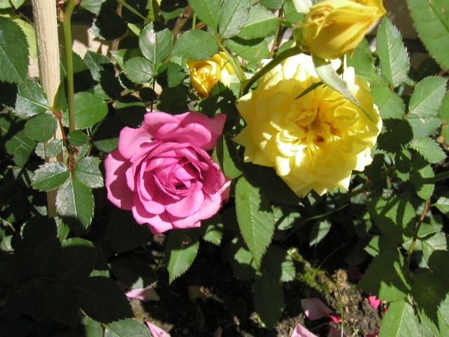 P1010053.JPG