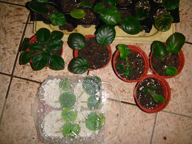DSC00487.jpg
