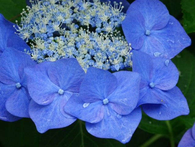 Hydrangea macrophylla2.jpg