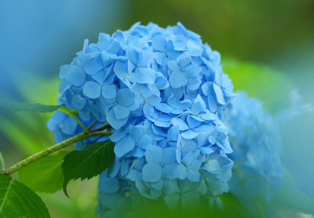 Hydrangea macrophylla3.jpg