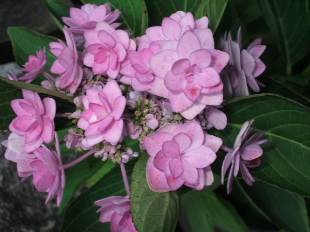 Hydrangea macrophylla 'Claudie'.jpg