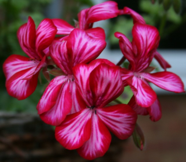 Geranium.jpg