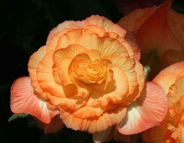 Begonia cultivars 6.jpg