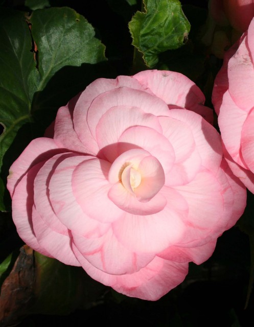 Begonia cultivars 17.jpg