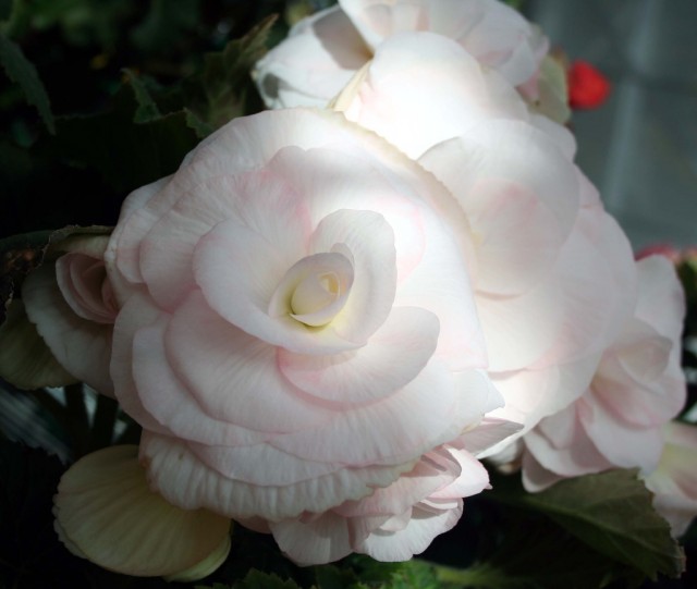 Begonia cultivars 12.jpg