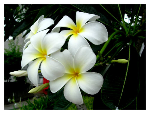 plumeria alba.jpg