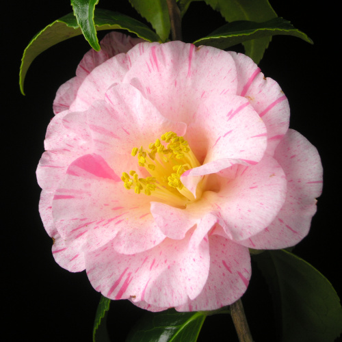 Camellia_japonica_Hakuronishiki.jpg