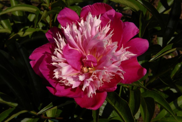 Paeonia lactiflora 'Fantastic'.jpg