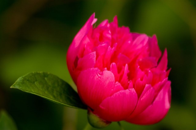 Peony Panache.jpg