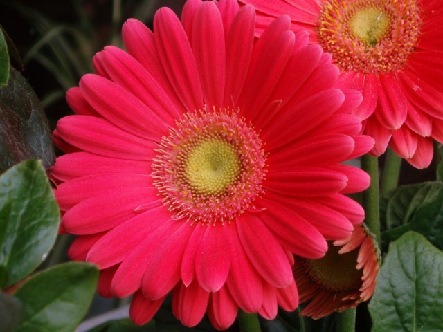 Gerbera jamesonii12.jpg