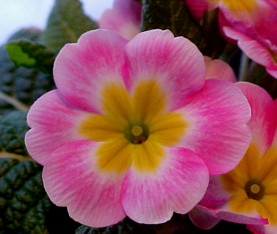 Pink   Gold Primrose.jpg