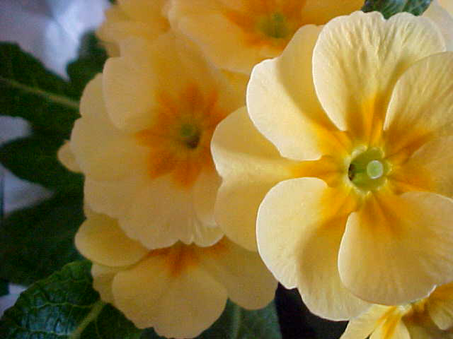 Primrose apricot.jpg