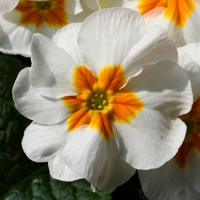 White Primrose.jpg