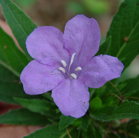 Ruellia_caroliniana_flower.jpg