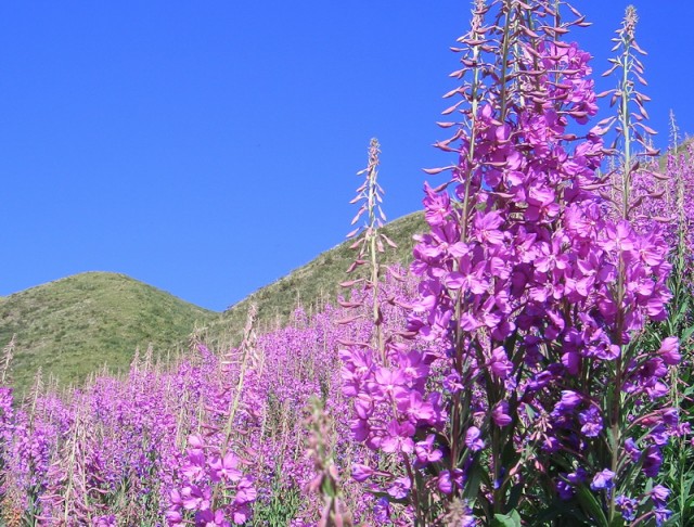 Epilobium angustifolium2--柳蘭.jpg