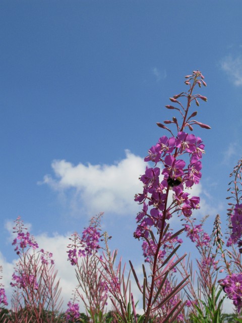 Fireweed -- Epilobium angustifolium -- 柳蘭.jpg