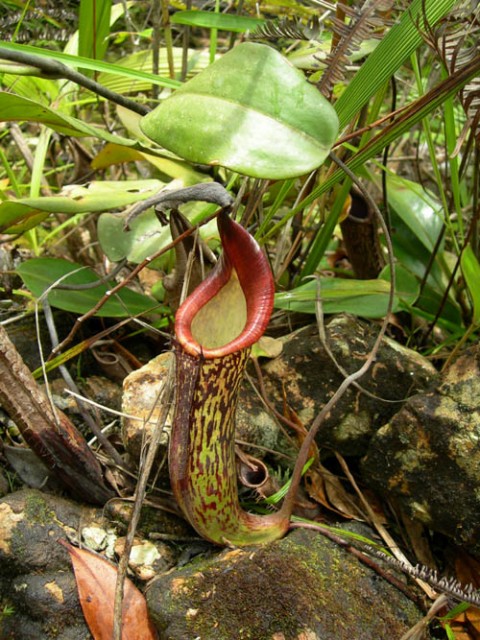 Nepenthes fusca.jpg