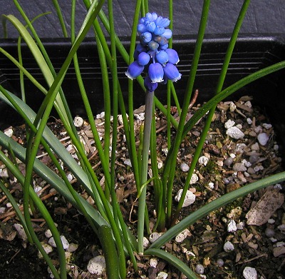 Muscari_aucheri.jpg