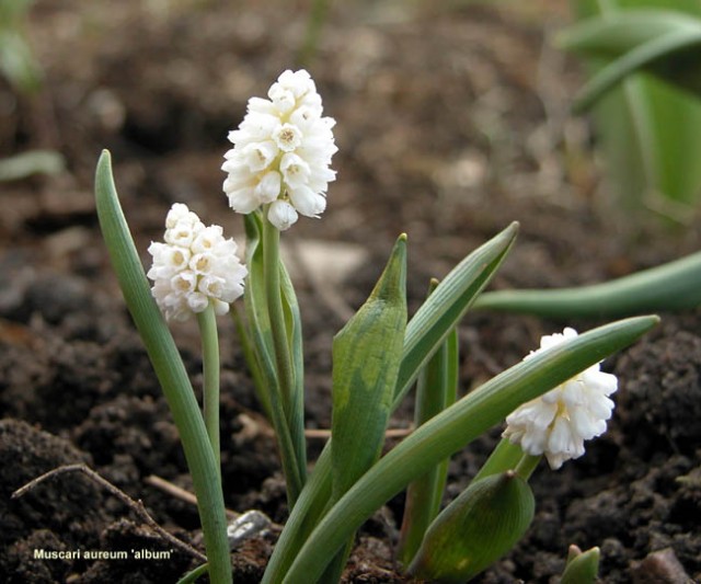 Muscari_aureum1.jpg