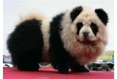 panda.jpg