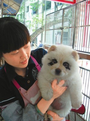 panda2.jpg