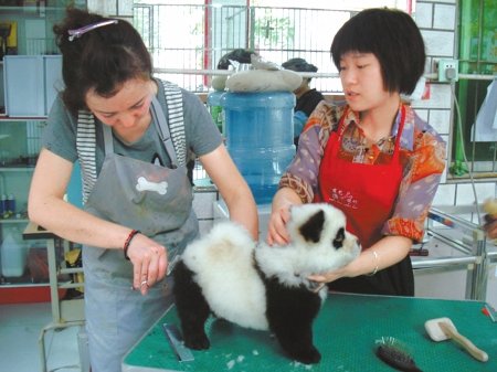 panda4.jpg