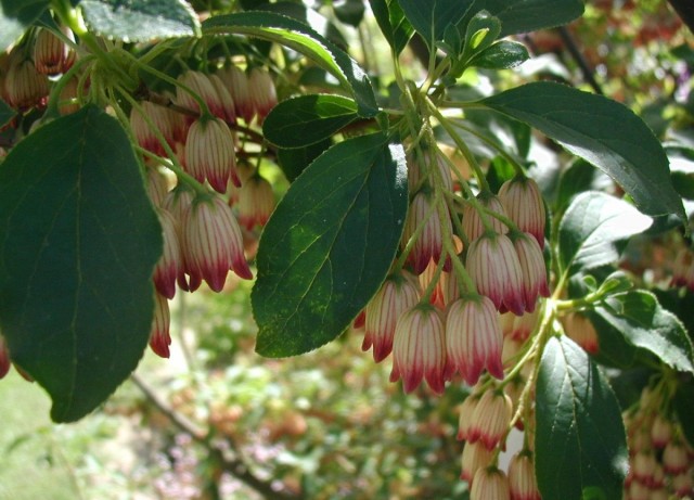 Enkianthus-campanulatus-flower.jpg