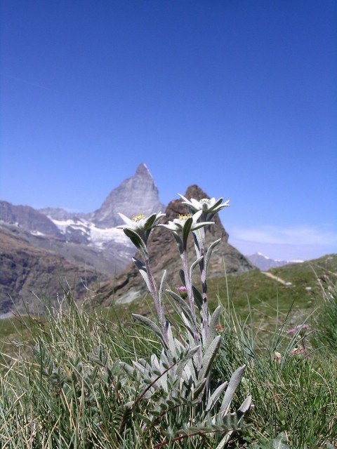 Leontopodium_alpina_with_Matterhorn.jpg