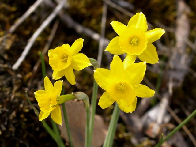 2377593083_535bf960af_o-Narcissus assoanus.jpg