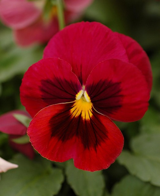 Pansy_Viola_x_wittrockiana_Red_Cultivar_Flower_2000px.jpg